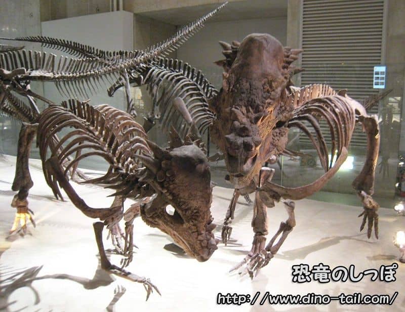 Pachycephalosaurus complete skeleton fossil