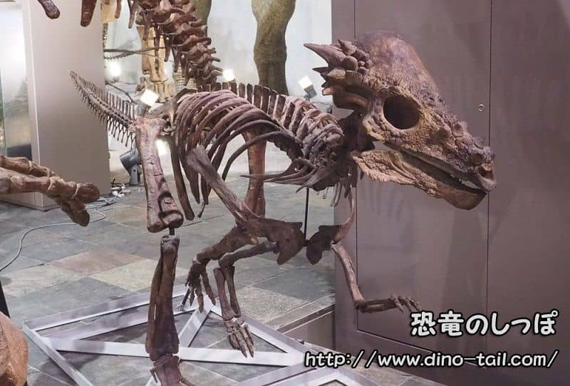 Pachycephalosaurus complete skeleton fossil (photographed in 2016)