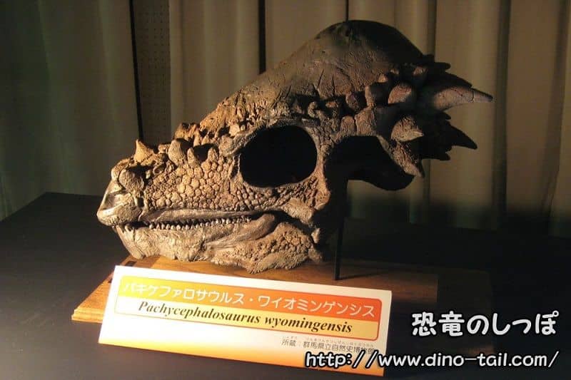 Pachycephalosaurus skull fossil