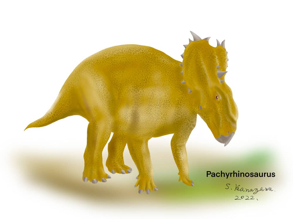 Illustration of Pachyrhinosaurus