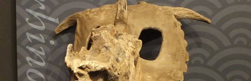 Pachyrhinosaurus
