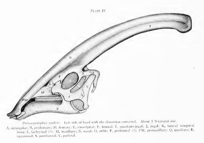 Paper describing Parasaurolophus (1922)