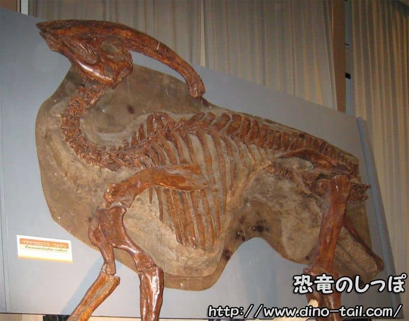 Parasaurolophus fossil