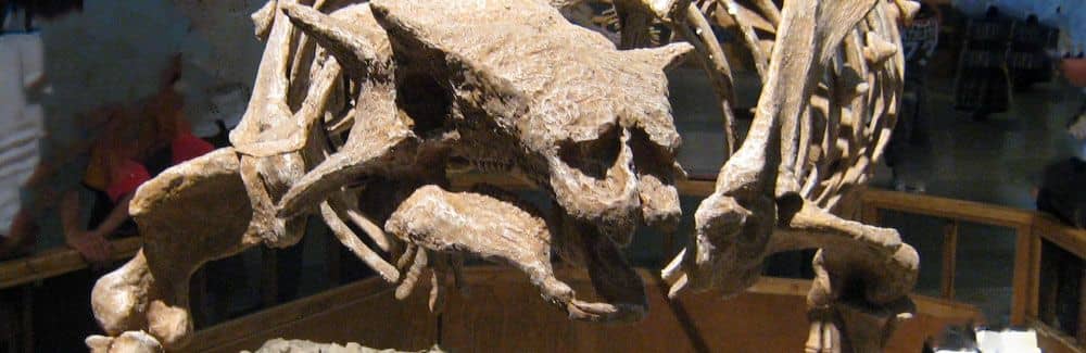 Pinacosaurus