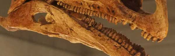Genus Names H-P