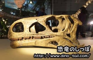 Plateosaurus skull fossil