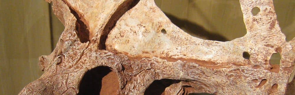 Protoceratops