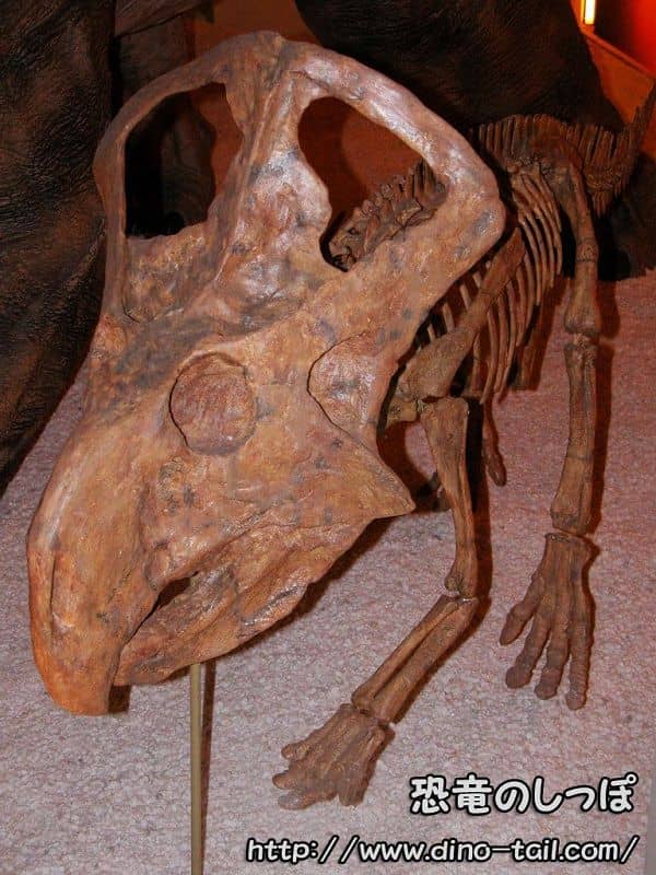 Protoceratops complete skeleton fossil (photographed in 2004)