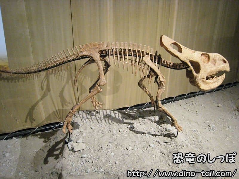 Protoceratops complete skeleton fossil (photographed in 2009)