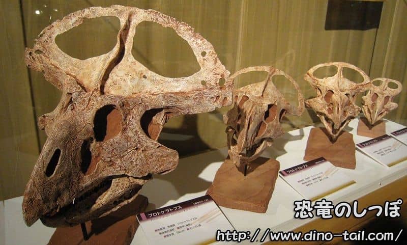 Protoceratops skull fossils at various growth stages