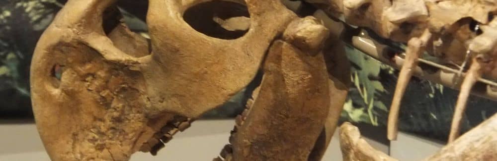 Psittacosaurus