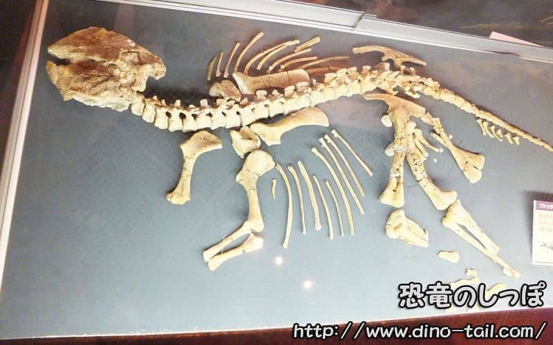 Psittacosaurus skeletal fossil
