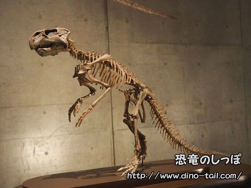 Psittacosaurus complete skeleton fossil