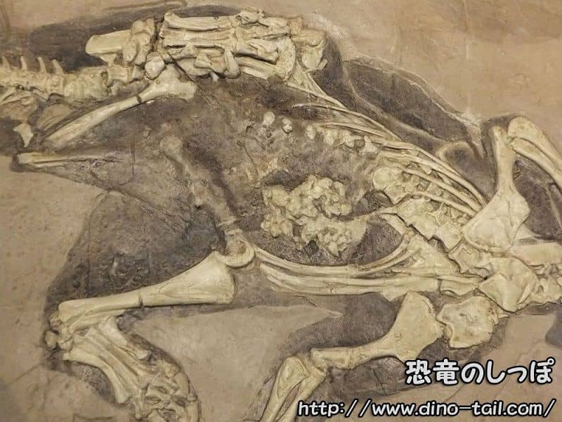 Psittacosaurus fossil