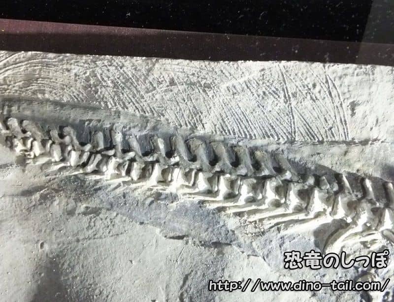 Psittacosaurus tail