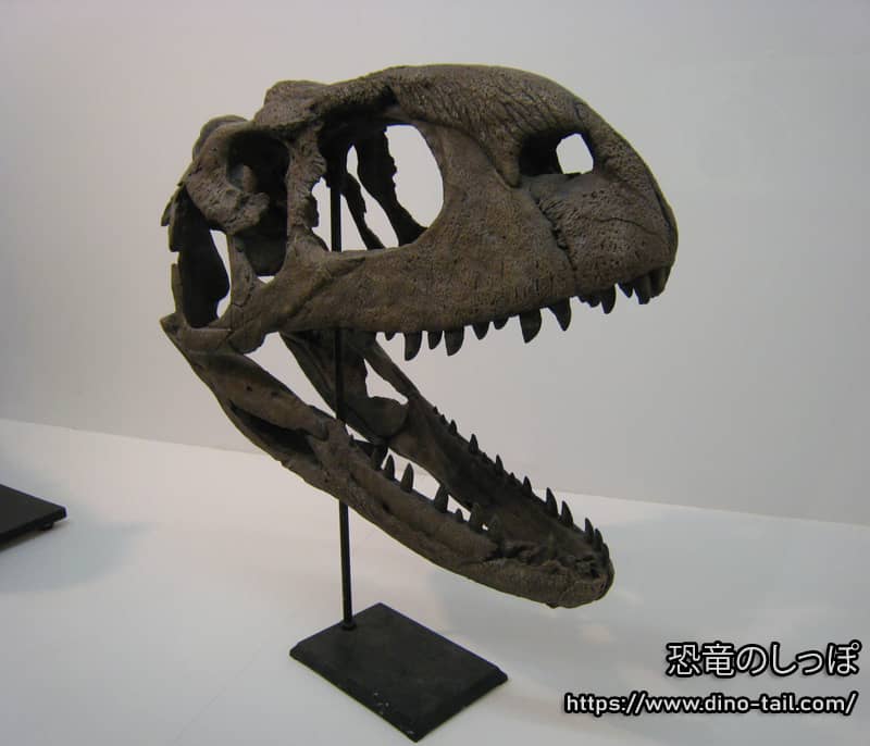 Rajasaurus skull fossil