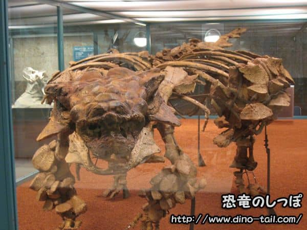 Saichania complete skeleton fossil (photographed in 2011)