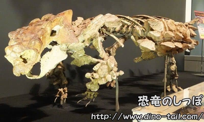 Saichania complete skeleton fossil