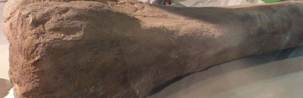 Saltasaurus
