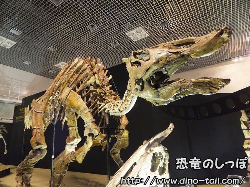 Saurolophus complete skeleton fossil (photographed in 2014)