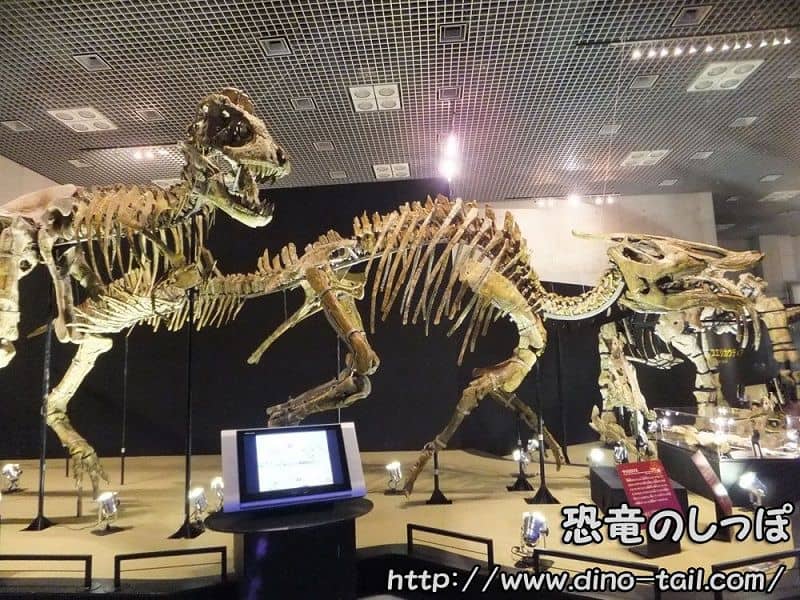 Saurolophus complete skeleton fossil being chased by Tarbosaurus