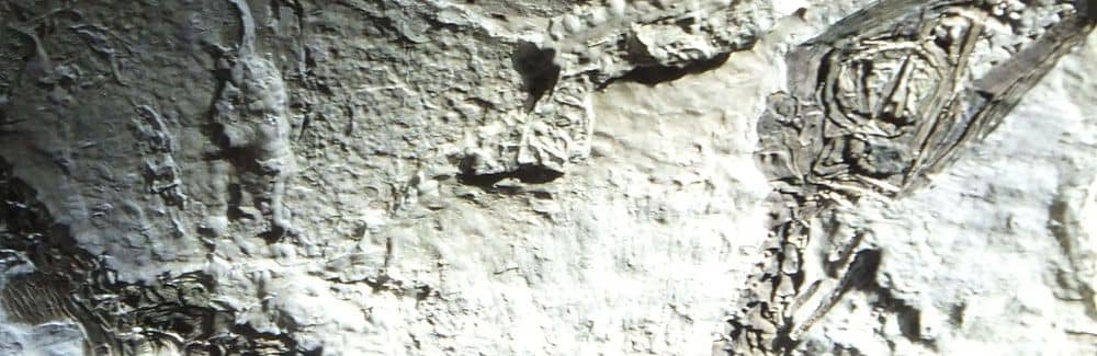 Scipionyx