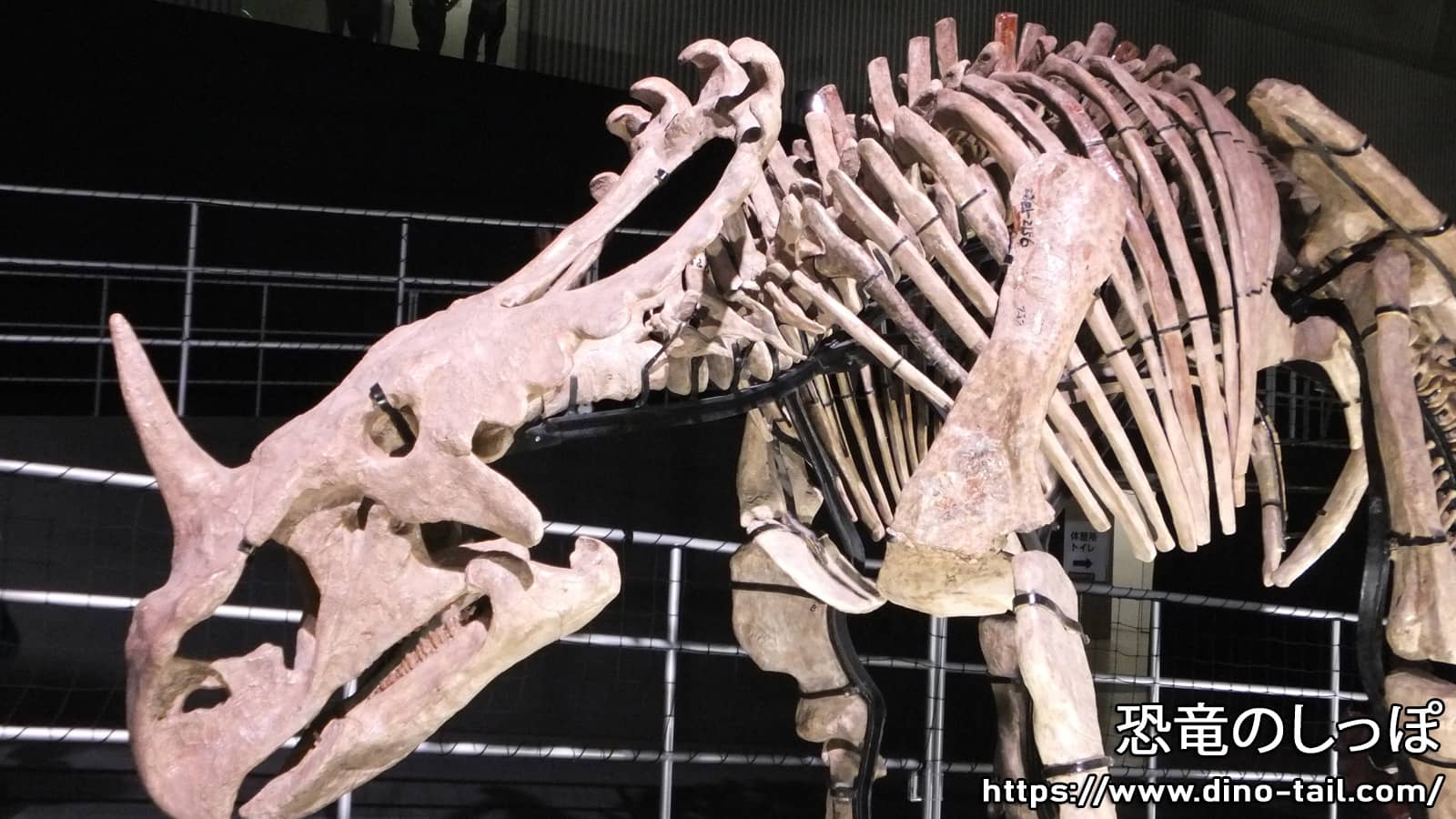 Skeleton fossil of Sinoceratops