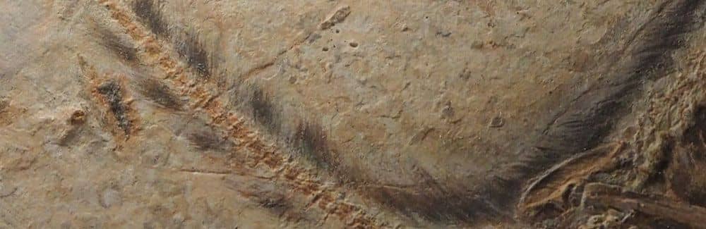 Sinosauropteryx