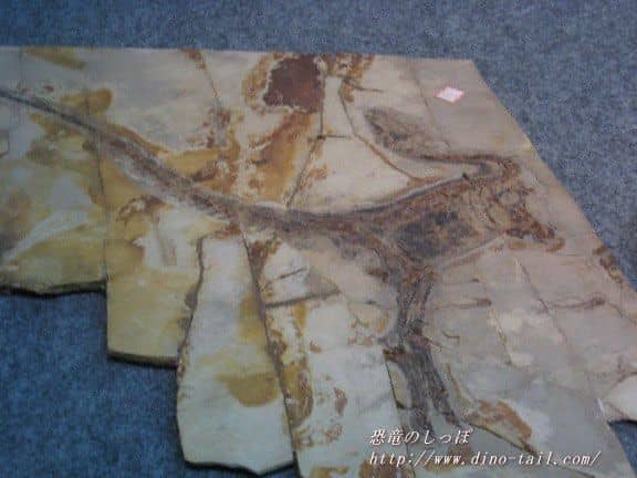 Sinosauropteryx complete skeleton fossil (photographed in 2008)