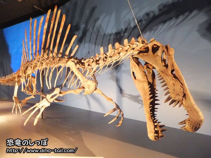 Spinosaurus complete skeleton fossil