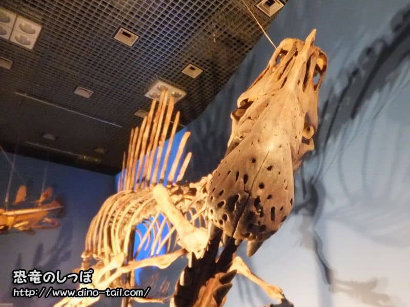 Spinosaurus complete skeleton fossil (photographed in 2016)