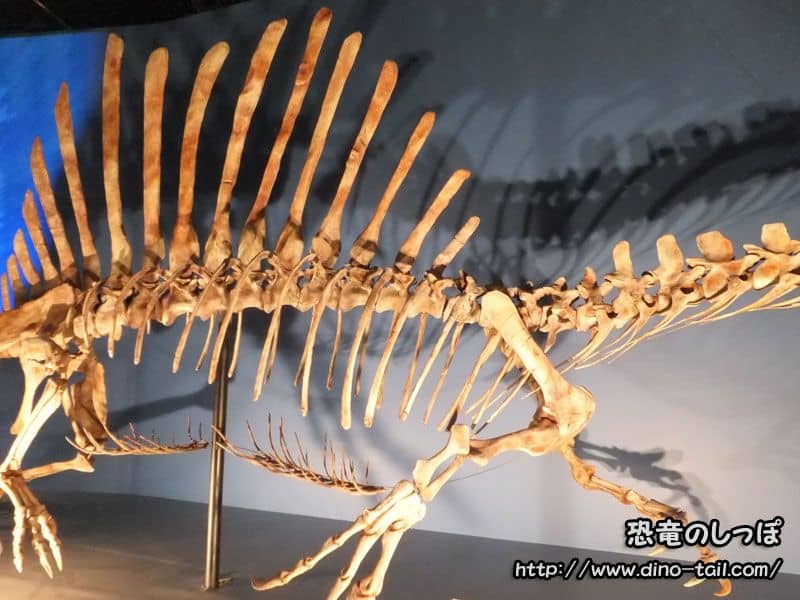 Sail (neural spines) on the back of Spinosaurus