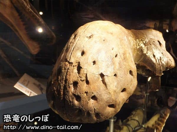 Tip of Spinosaurus's snout - sensor