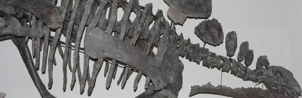 Stegosaurus