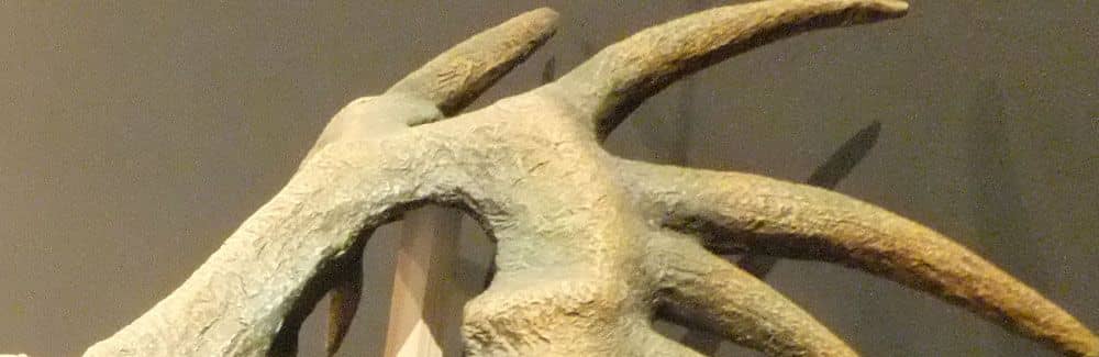 Styracosaurus