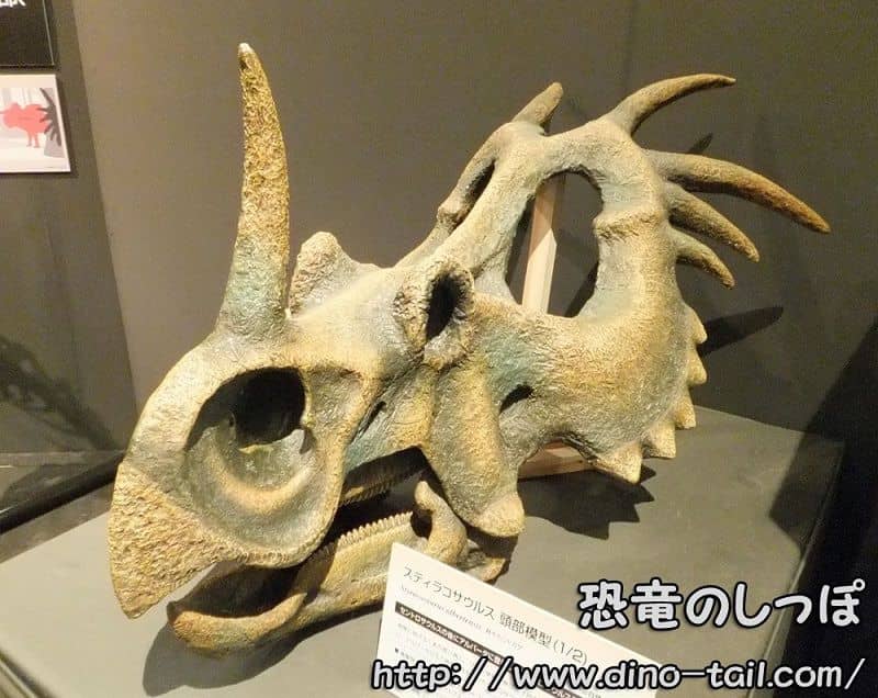 Styracosaurus skull model