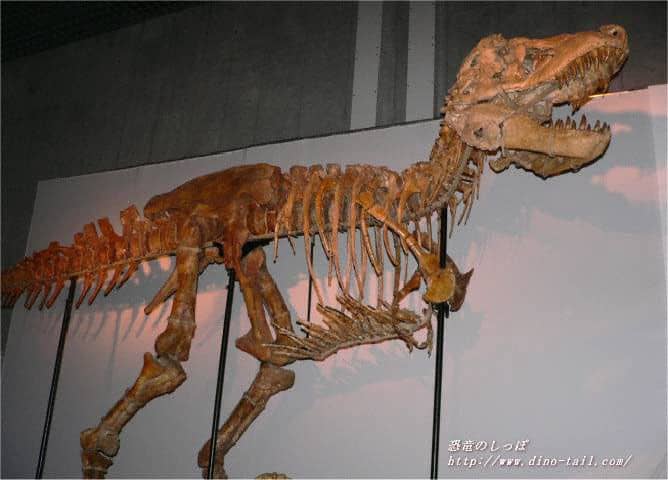 Tarbosaurus fossil