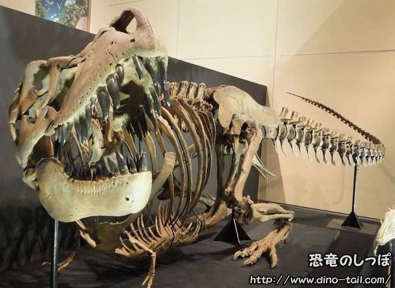 Tarbosaurus complete skeleton fossil