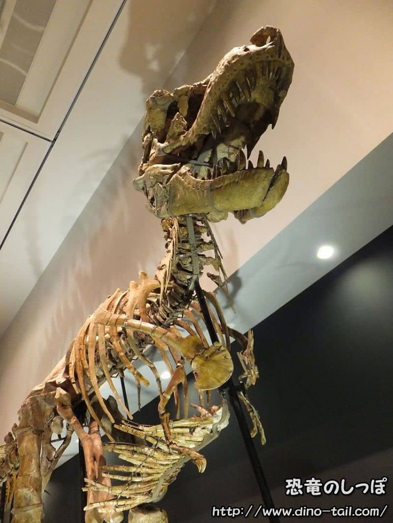 Tarbosaurus complete skeleton fossil