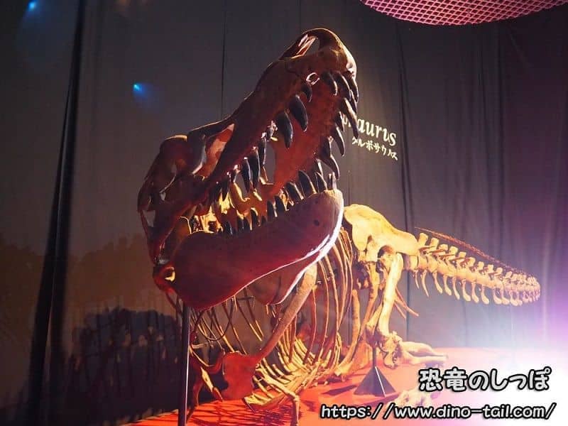 Tarbosaurus complete skeleton fossil