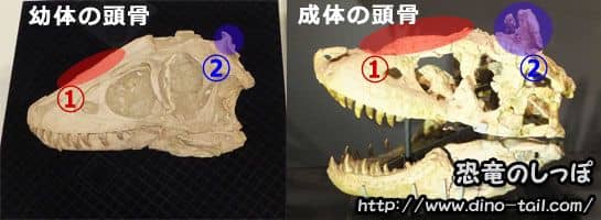 Comparison of juvenile and adult Tarbosaurus skulls