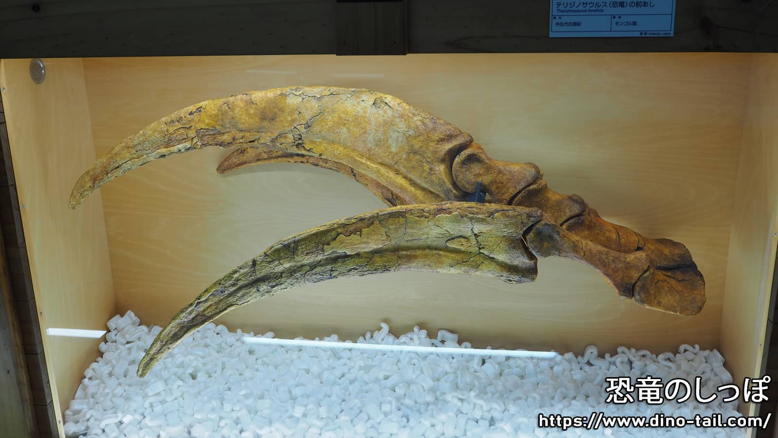 Fossil of Therizinosaurus' giant claws