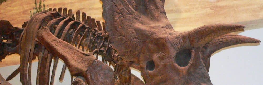 Triceratops