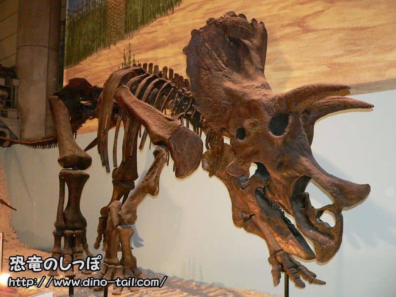 Triceratops complete skeleton fossil