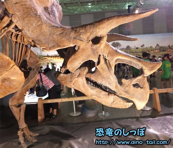 Triceratops skull fossil
