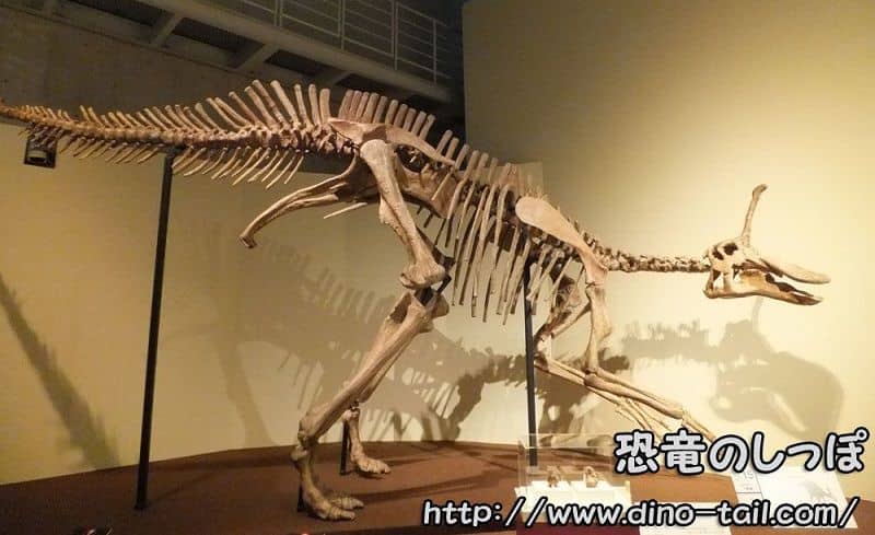 Restored Tsintaosaurus complete skeleton fossil