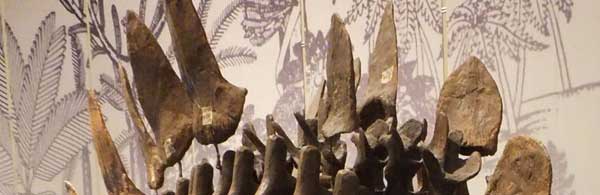 Genus Names H-P