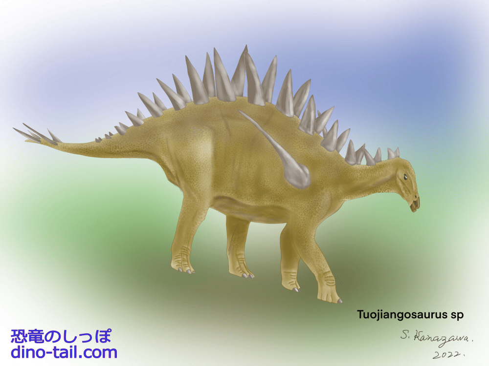 Illustration of Tuojiangosaurus
