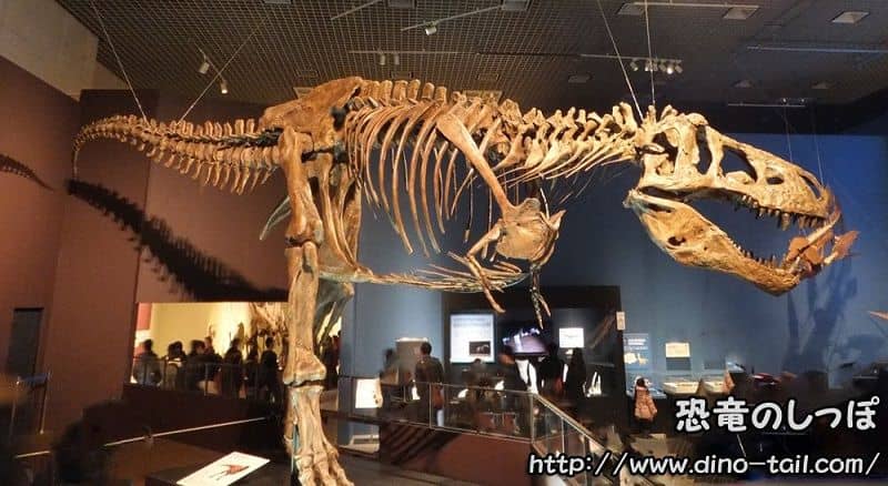 Tyrannosaurus (Scotty) complete skeleton fossil