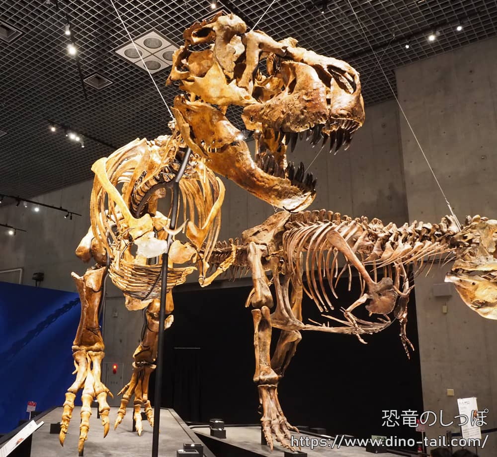 Tyrannosaurus (Tyson) complete skeleton fossil
